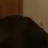 Funny Dog Reaction To The Kiffness X Alugalug Cat 2 0 Please Go Away 1