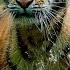Дикая природа России Wild Russia E08
