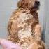 Giving A Golden Retriever A Gentle Bath No Harm Only Love We Love Animals
