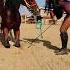 PromovariCaiRomania Cai Horse Stallion Cal Horseshow Alexandradelahidalgo Horselover
