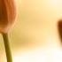 Adagio Con Amore