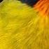 Kicau Burung Kutilang Emas Gacor Full Isian