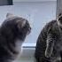 Cat веселыекоты марсик тимоша
