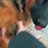Дай лапу Shorts Rek Dog Germanshepherd собаки друзя тикток сигма Foryou Trend Top