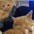 Sneaky Cat Funny Cat Fyp Youtube