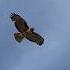 EAGLE Eagle Sounds