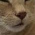 The Loudest Purring Cat In The World
