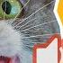 Cat Sounds To Scare Mice Away Rats Will Go Away Cat Sound Effect