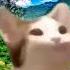 Pop Cat