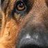 I Groomed A Dog Named Dangerous It Did NOT Go Well German Shepherd Dog