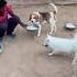 Small Dog Breed Showing His NAKARE Dogloverprakash