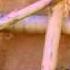 Beastmaster Clip