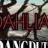 BUNGA DAHLIA DISCO DANGDUT