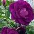 GORGEOUS Purple Roses Trendingshorts Flowers Rose