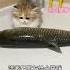 The Last Supper Of Kittens 20 Confusing Behavior Of Cats Munchkin Dwarf