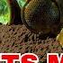Why Didn T Skynet Use Biological Or Chemical Weapons