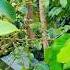 Dapol Fruit Shorts For You Viral Video NAFISA VILLAGE FOOD