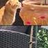 Ginger Cat Bumblebee Mission Impossible Viral Cat Bumblebee Bestcatvideo Cats Ginger