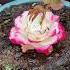 How To Grow Roses With Banana Shorts Viral Reels Youtubeshorts Ytshorts