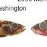 Rapid Evolution