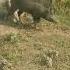 Suar Ka Video Suar Short Viral Youtube Shortsfeed Ytshorts Youtubeshorts Reels Animals