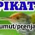 Suara Pikat Terampuh SUARA PIKAT Burung Prenjak Lumut Terampuh Burung Liar Langsung Mendekat