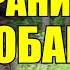 ВЕРНАЯ СОБАКА ПОГРАНИЧНИК ХОЗЯИН ПРЕДАЛ СОБАКУ