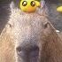 Ok I Pull Up Capybara