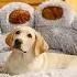 Large Dog Beds That Will Make Your Pet S Tail Wag