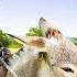 Village Lifestyle Iran Amazing Cooking Donkey Riding Tandoori Bread