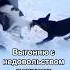 юмор Skopins стихи прикол Cat Cats собака кот