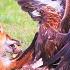 This Fox Was Doomed Most UNBELIEVABLE Bird Of Prey Attacks Caught On Camera Animal Fighting