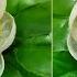 कपड स स दर फ ल बन न स ख How To Make Cloth Flower Nehadesignsgallery