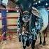 Biggest Chand Bail Cow Bull Barkaeid Cowbeauty 2024 Mandi