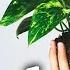 Giving Your House Plants Genetically Enhanced Super Powers