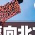 漂向北方 Stranger In The North Ft 蔡恩雨 PriscillaAbby LIVE Borneo Sonic Music Festival 2024