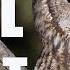 Tawny OWL Call At Night Bird Sounds And Noises