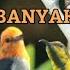 SUARA PIKAT BURUNG KECIL SOGOK ONTONG KOMBINASI KEMADE CABE AN MENANG BANYAK