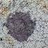 CORE SAMPLE Mod Bit Flat Roof Usa Roofing Roofer Roofingmaterial Flatroof Roofingpro