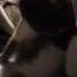 Johnny Cat