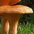 В лес по грибы Осенний лес Грибной сезон Музыка для отдыха In The Forest For Mushrooms Relax