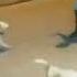 Manusia Vs Anjing