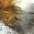 Andre Rieu My Way YouTube
