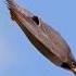 The Fastest Flying Bird In The World Shorts Birds Animals