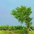 Farmer Villagelife Lohar Agriculturefarming Nature Lohar Agriculture Farm