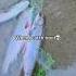 Catching Trout Vs Bass Fishing Shorts