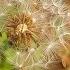 Dandelion Dandelions Common Sowthistle Beauty Of Nature Wild Plant Native Plants