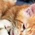А ты знал что у мейнкуна хвост в размер самого тела Maincooncat Cat домашниеживотные Kitten
