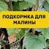 Подкорми малину и собирай крупные ягоды подкормка малина огород