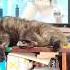 Кошка зовёт кота в брачный период 19